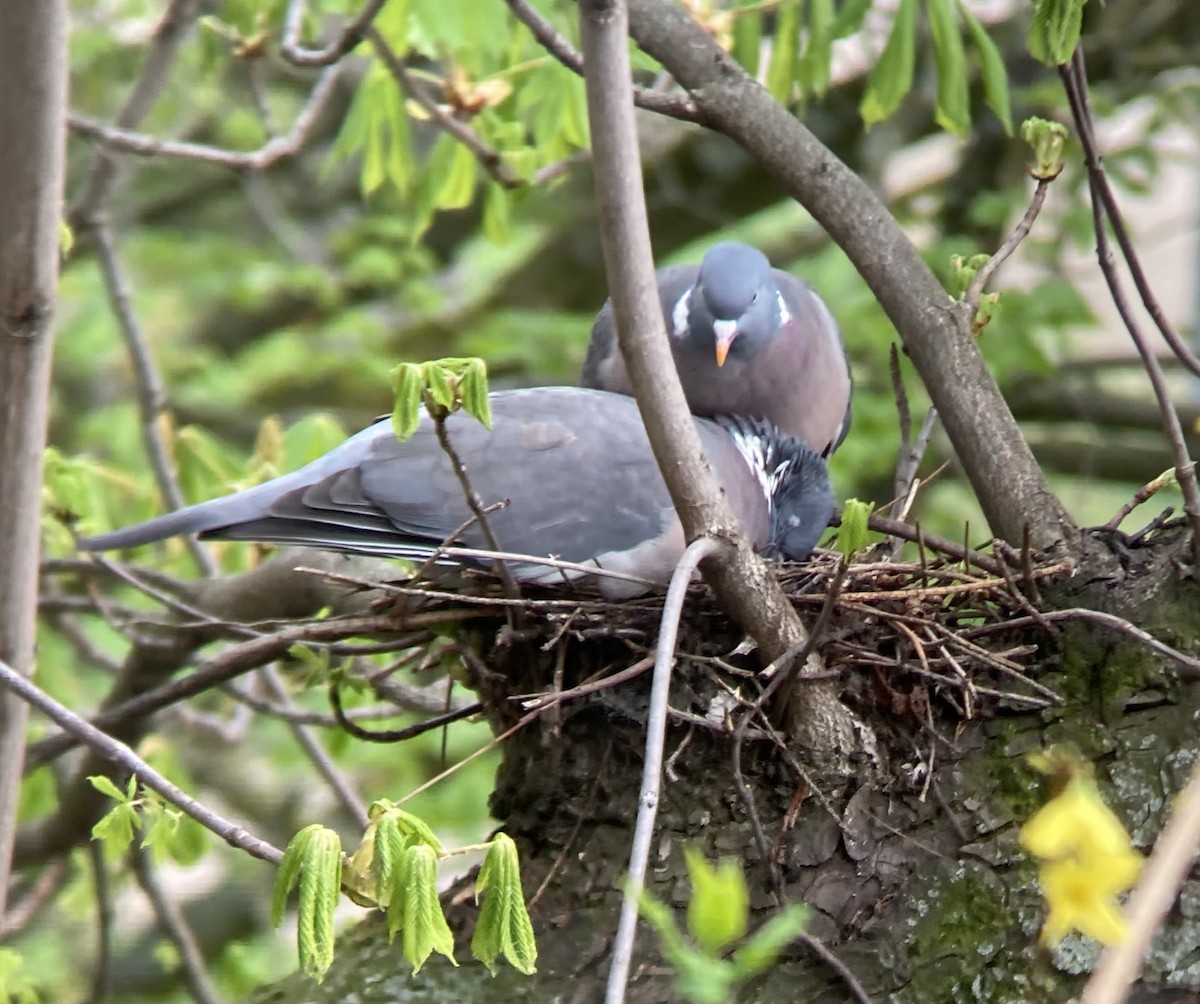 Common Wood-Pigeon - ML549734991