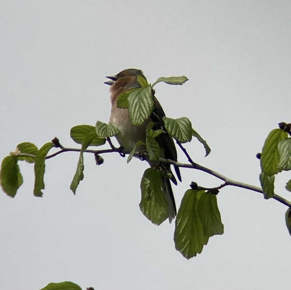 Common Chaffinch - ML549735081