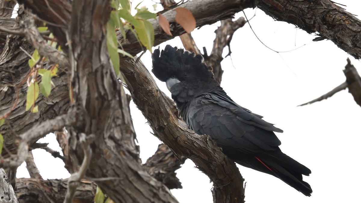 Red-tailed Black-Cockatoo - ML549735771