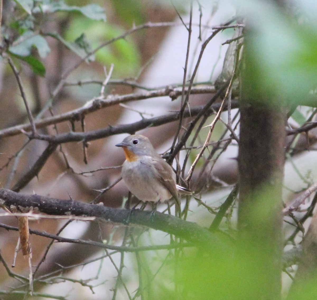 Taiga Flycatcher - ML549735861