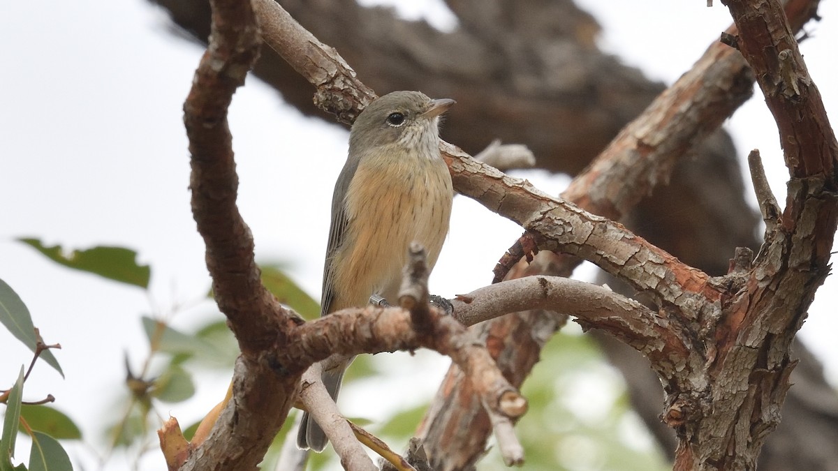 Rufous Whistler - ML549735971