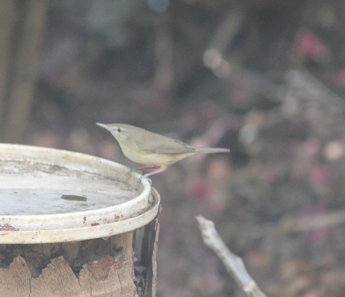 Blyth's Reed Warbler - ML549736531