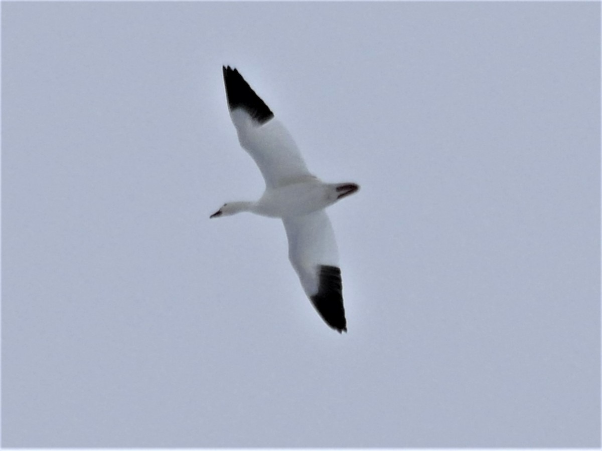 Snow Goose - ML549737321