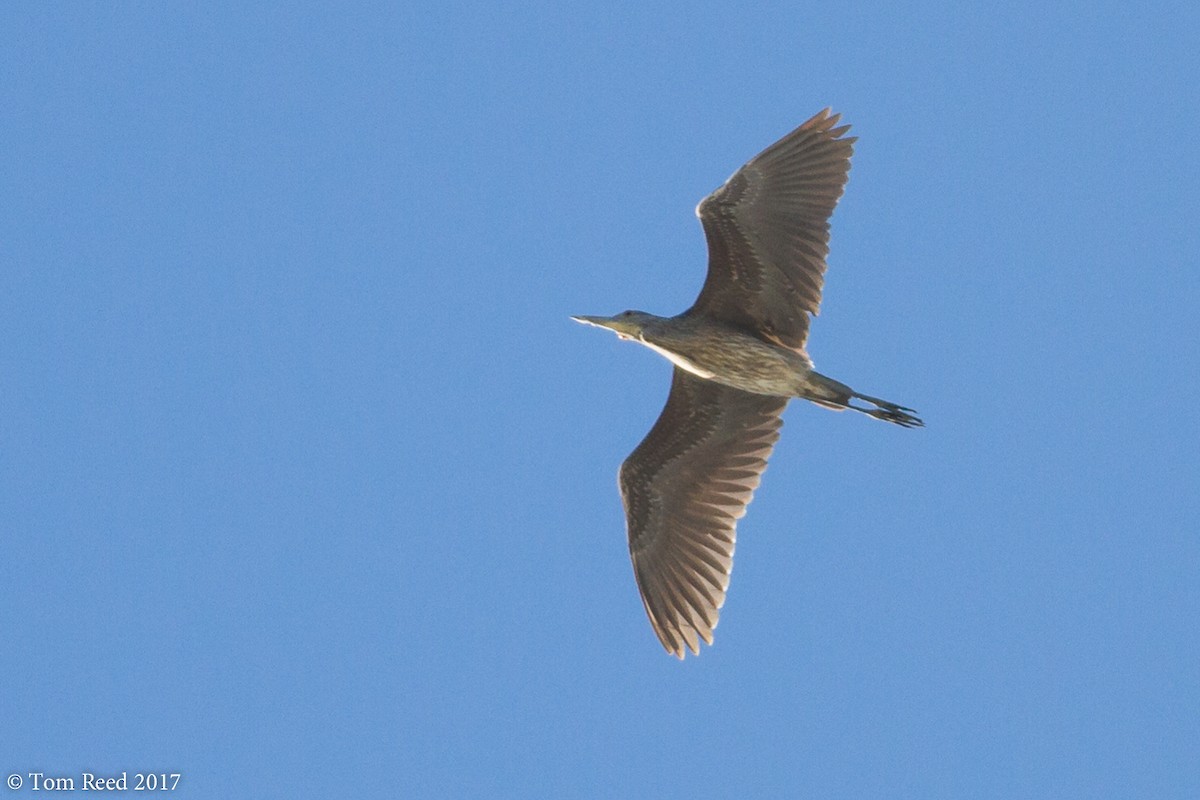 Yellow-crowned Night Heron - ML54973871