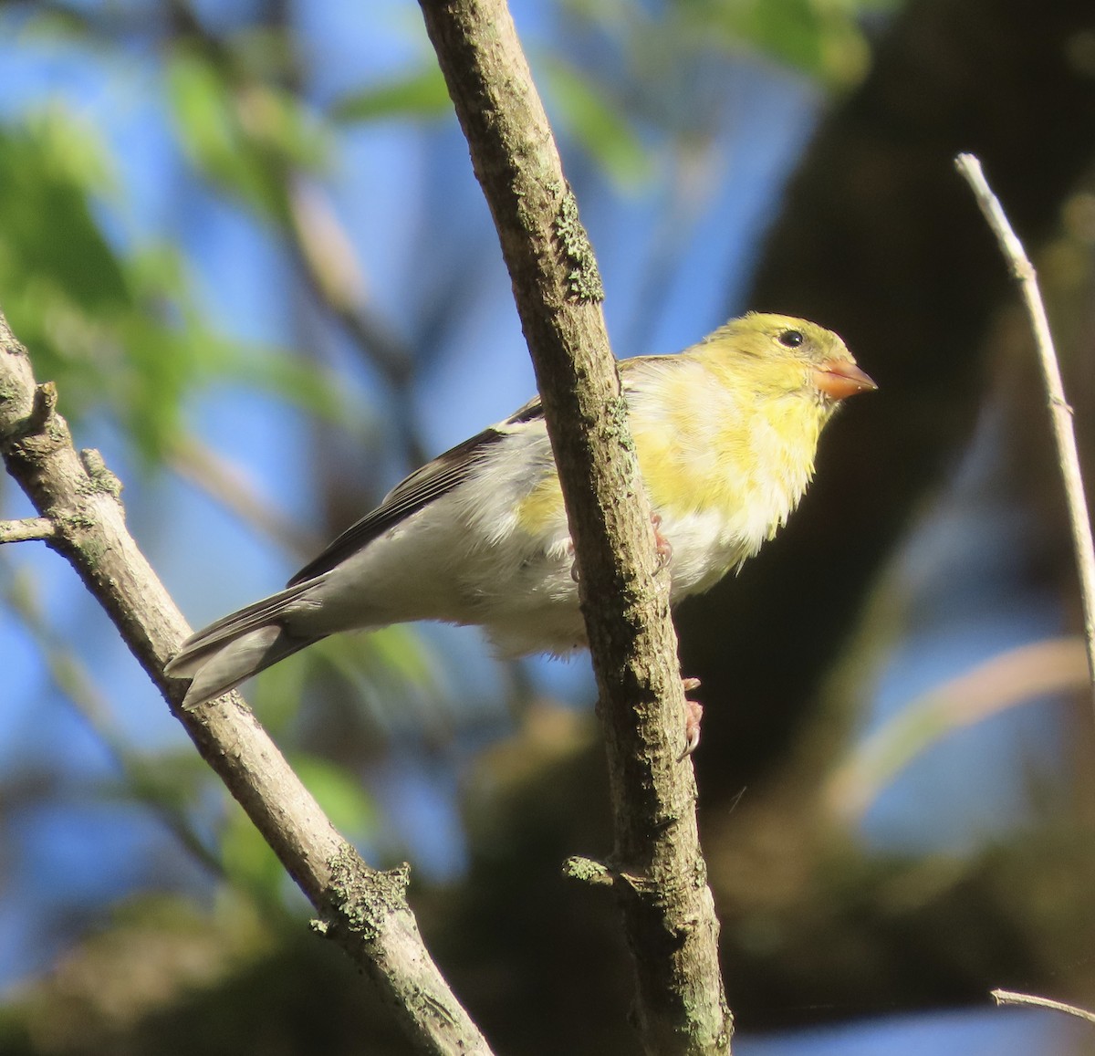 American Goldfinch - ML549739351