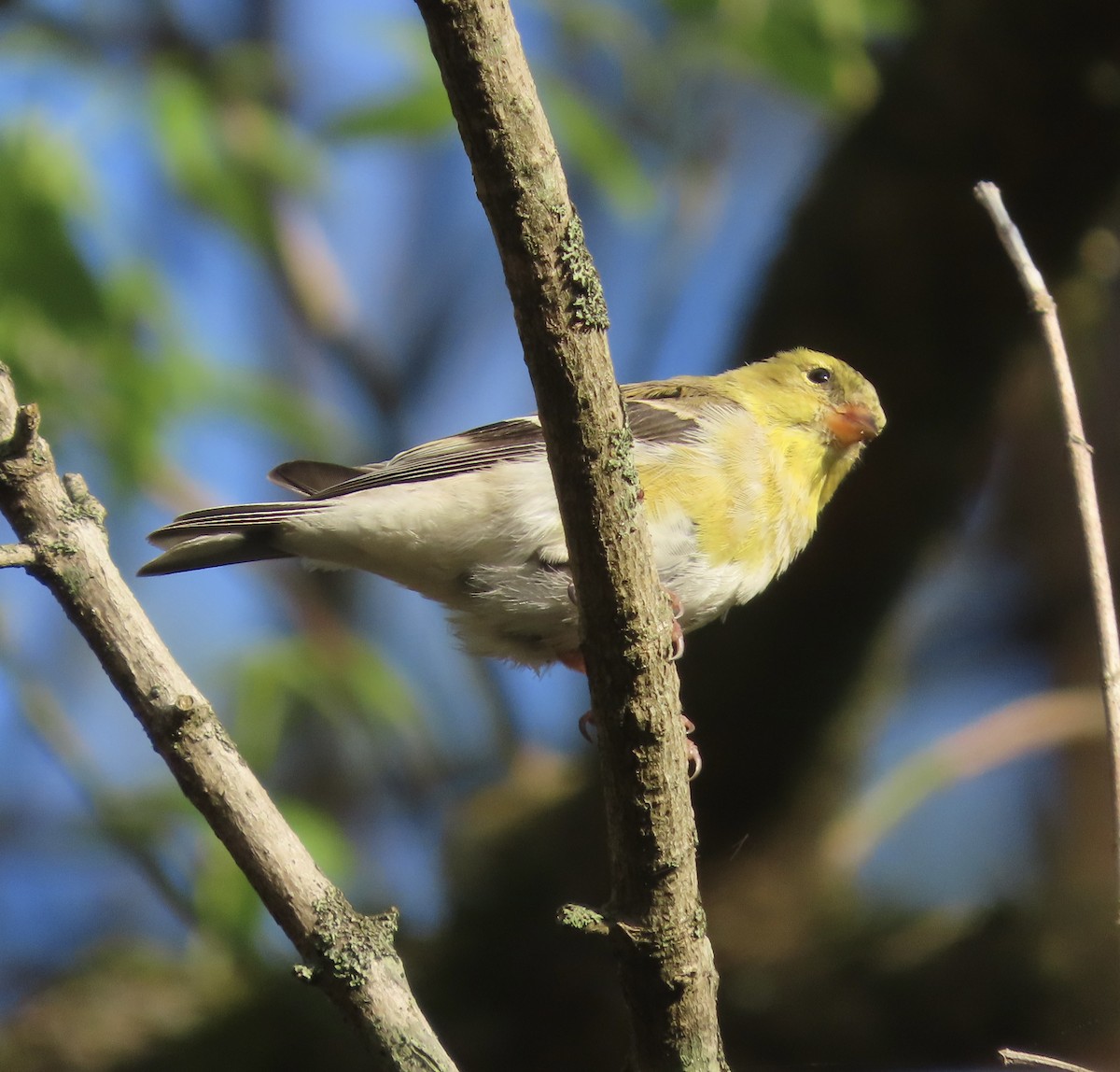 American Goldfinch - ML549739361