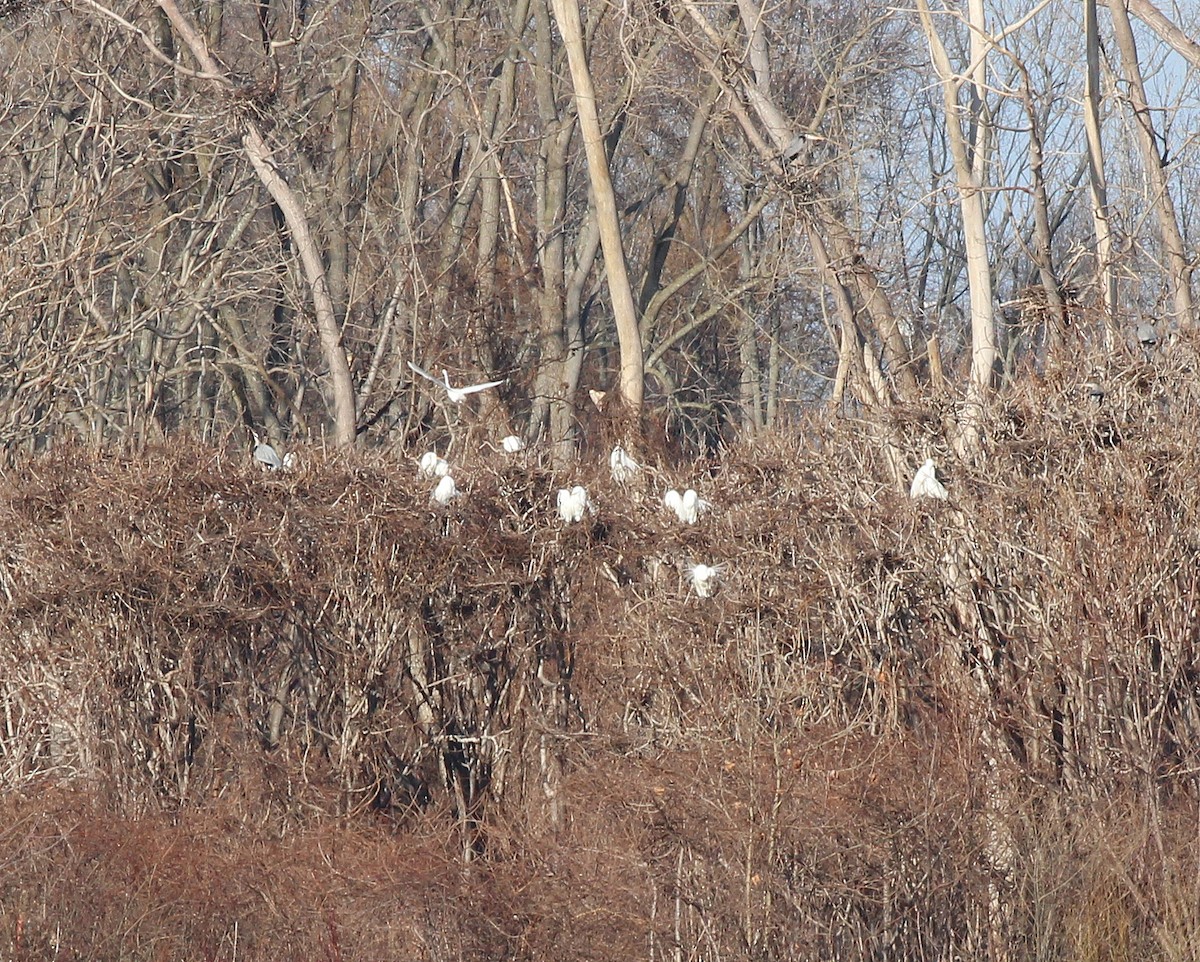 Great Egret - ML549740931