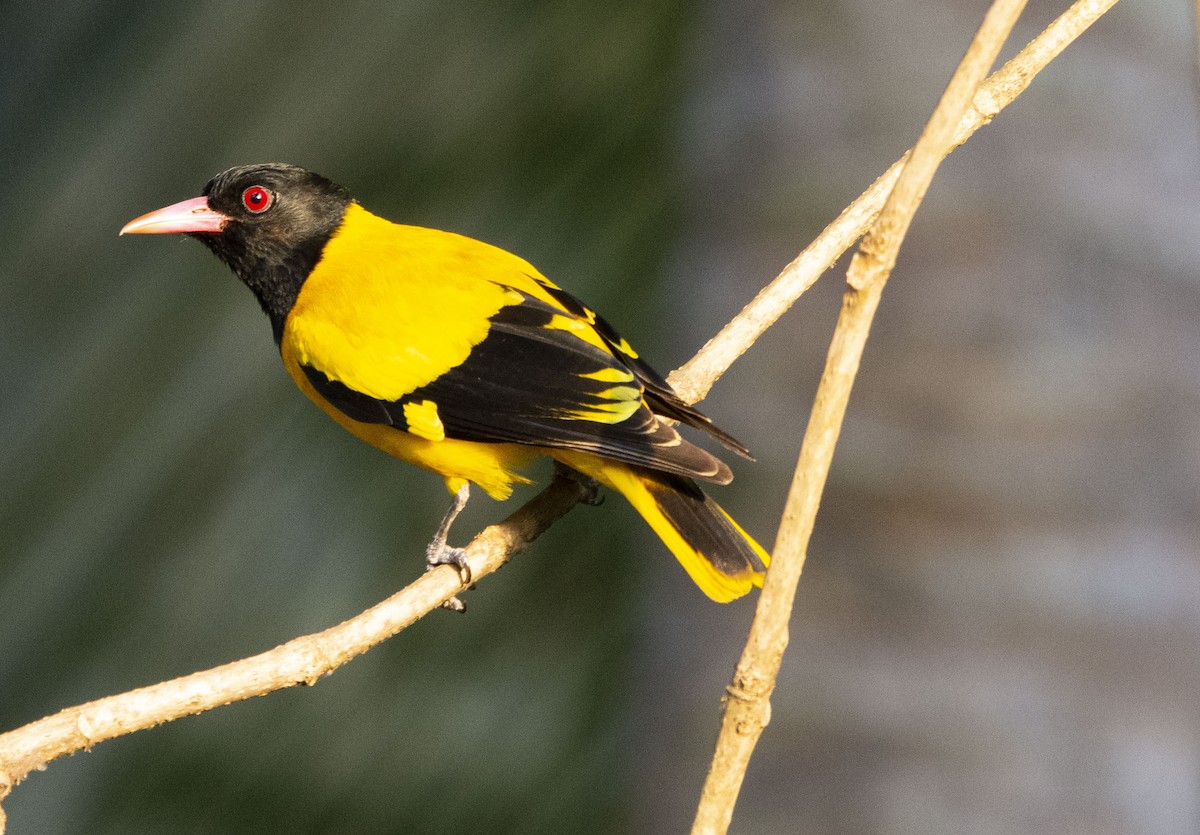 Black-hooded Oriole - ML549741061