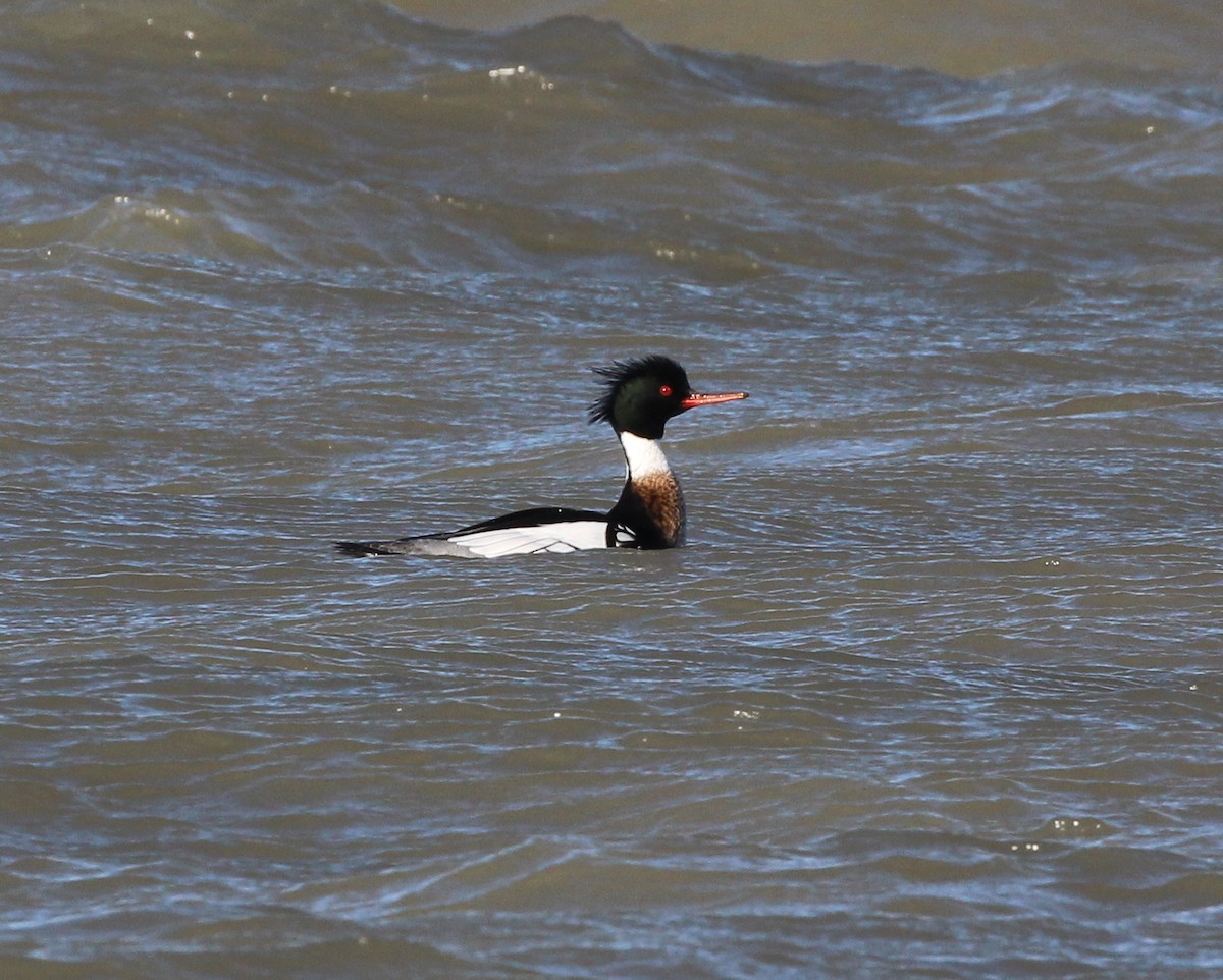 Red-breasted Merganser - ML549741071