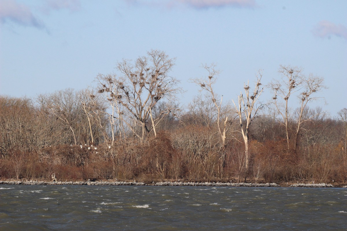 Great Blue Heron - ML549741151