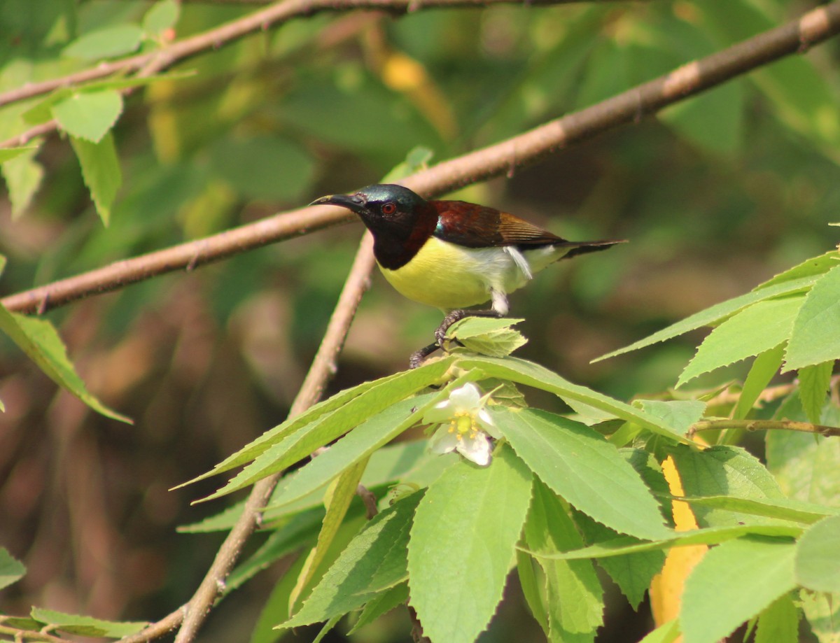 Purple-rumped Sunbird - ML549741481