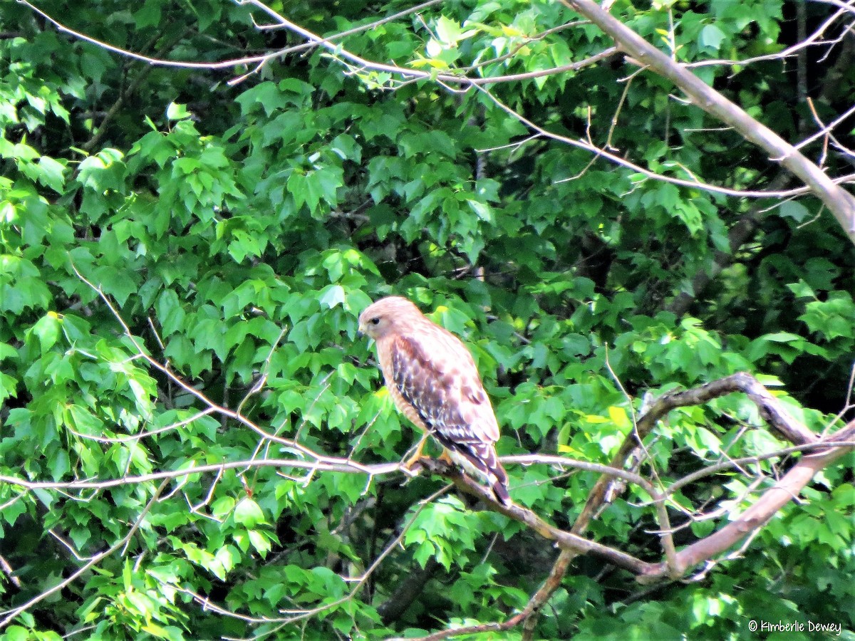 Red-shouldered Hawk - ML54974161