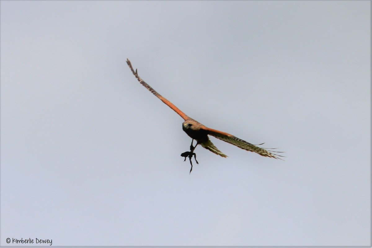 Red-shouldered Hawk - ML54974171