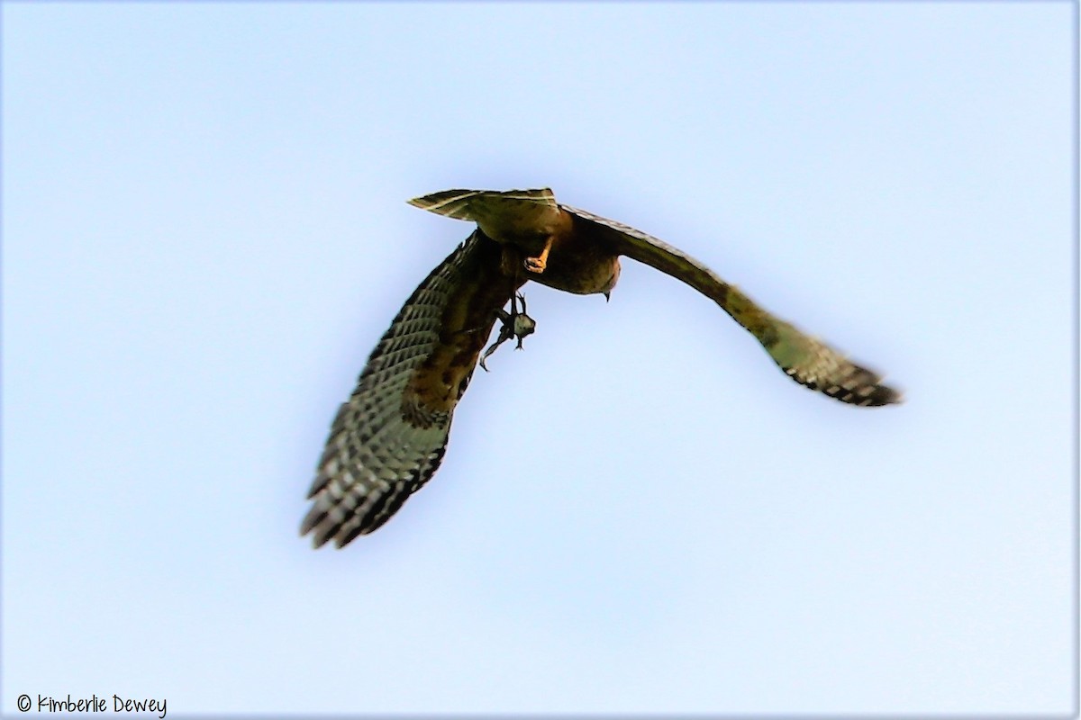 Red-shouldered Hawk - ML54974181