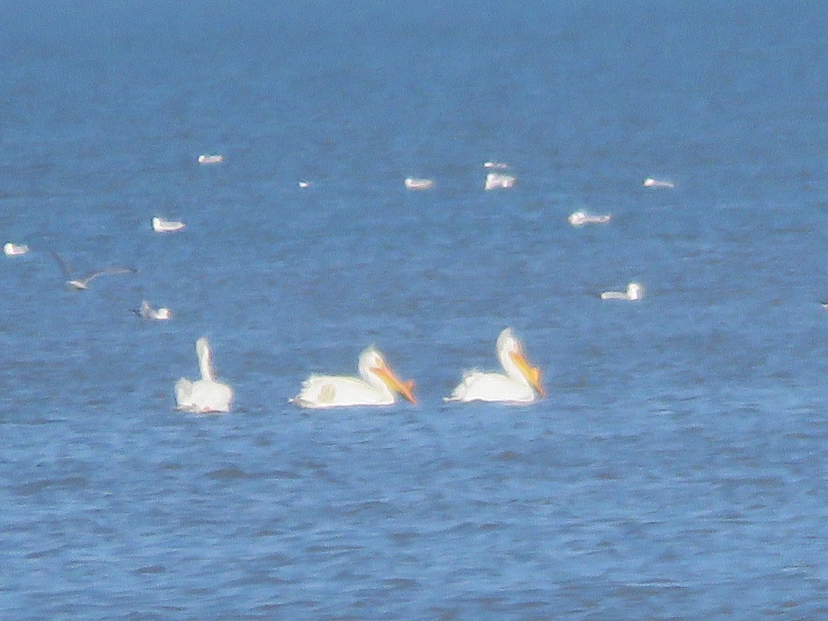 American White Pelican - ML549742231
