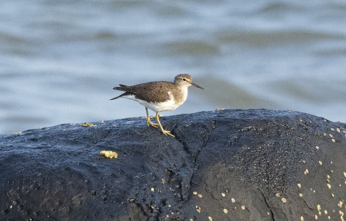 Common Sandpiper - ML549742681