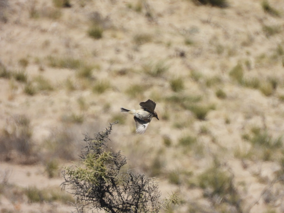 Gray-bellied Shrike-Tyrant - ML549743191