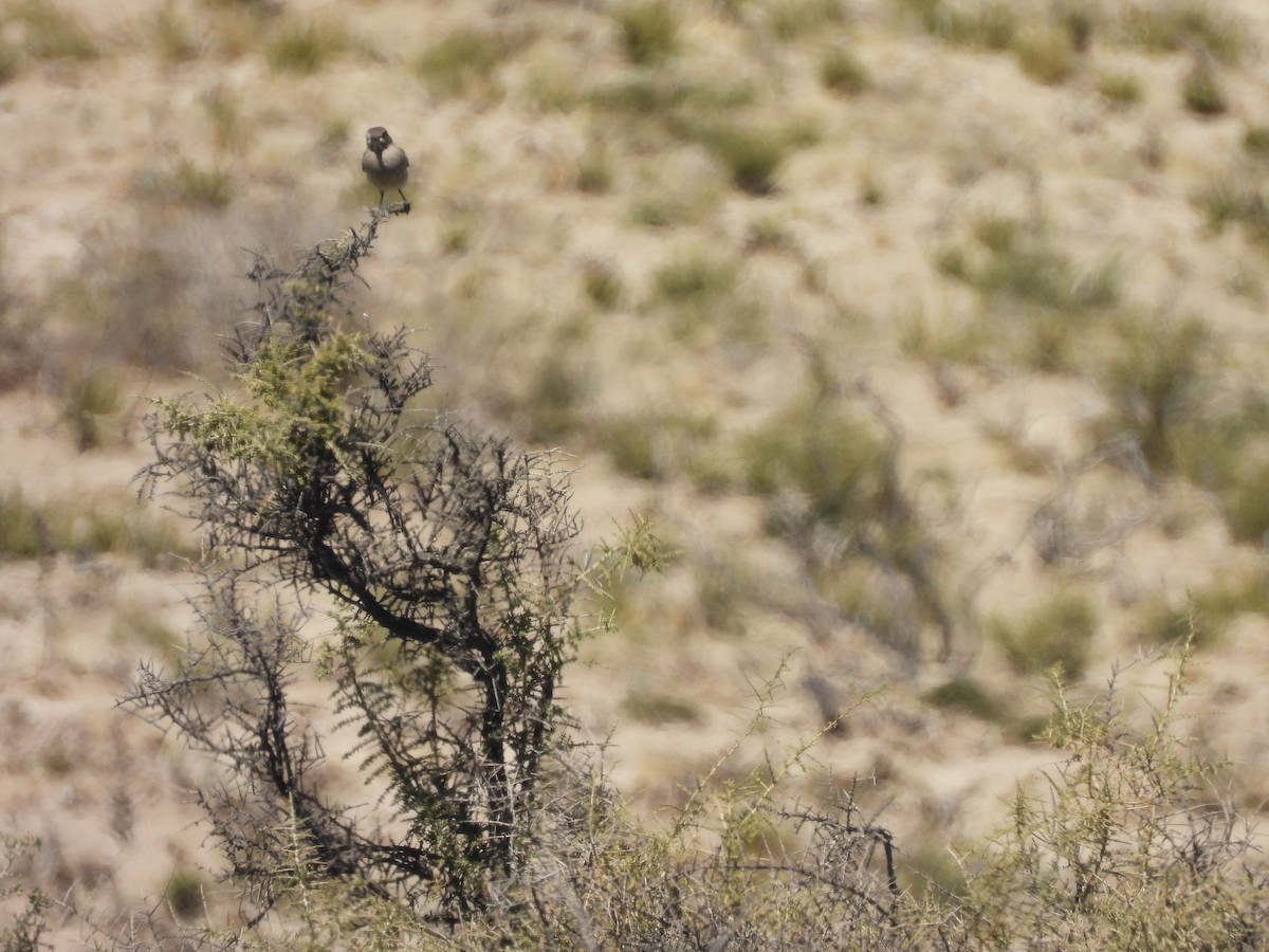 Gray-bellied Shrike-Tyrant - ML549743201