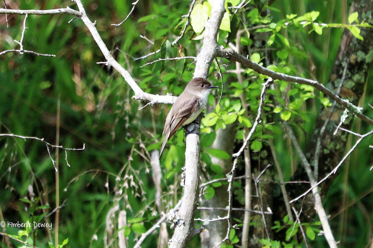 Eastern Phoebe - ML54974381
