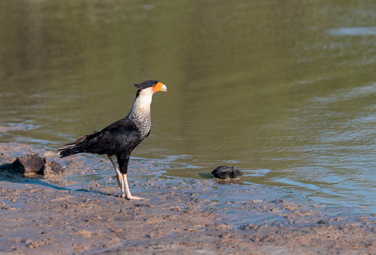 Crested Caracara - ML549744821
