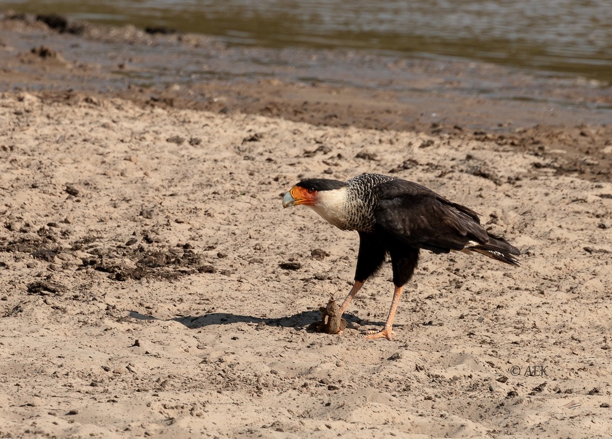 Crested Caracara - ML549744831