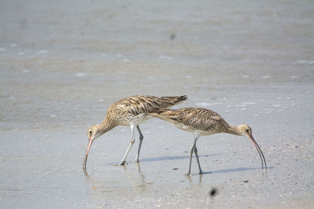 Eurasian Curlew - ML549745311