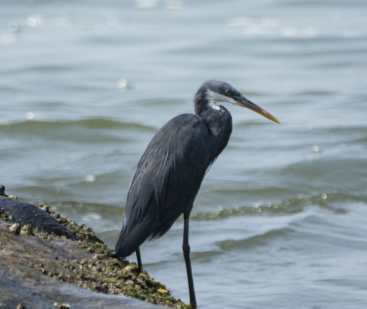 Western Reef-Heron - ML549745631