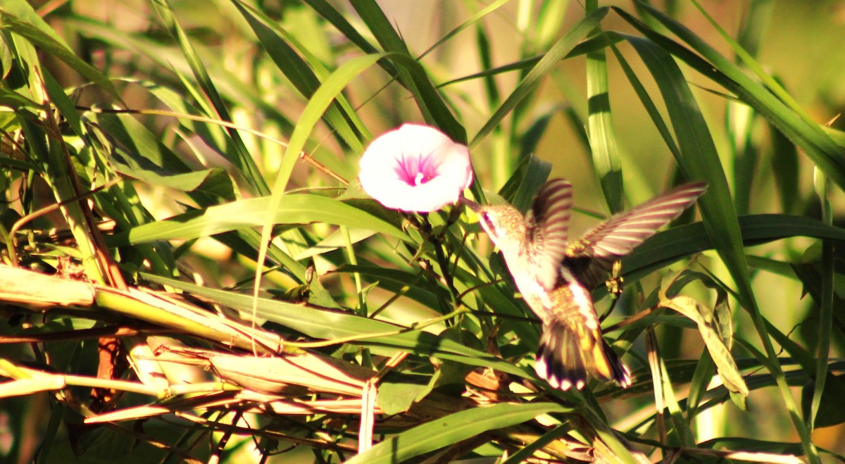 Colibrí Pochotero - ML549745671