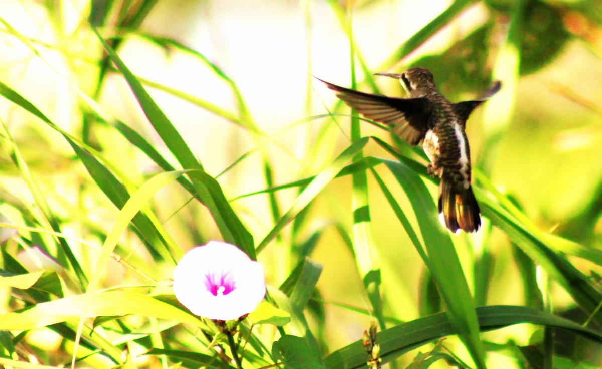 Colibrí Pochotero - ML549745701