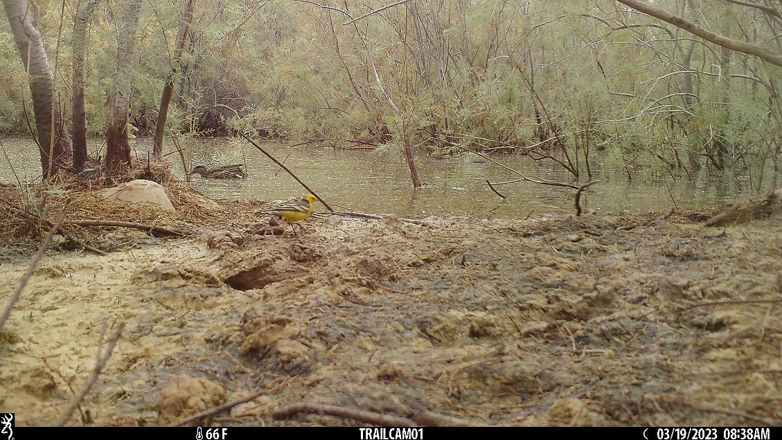 Шар түрүүт цэгцгий - ML549745751