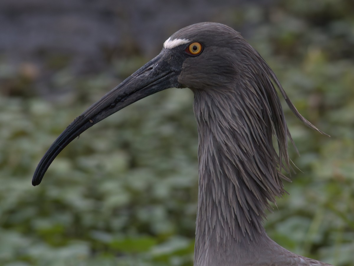 ibis běločelý - ML549745941