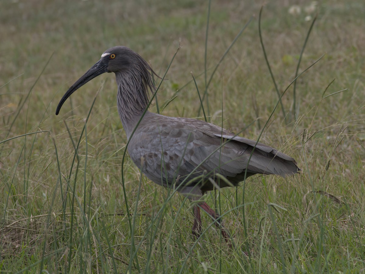 ibis běločelý - ML549745951