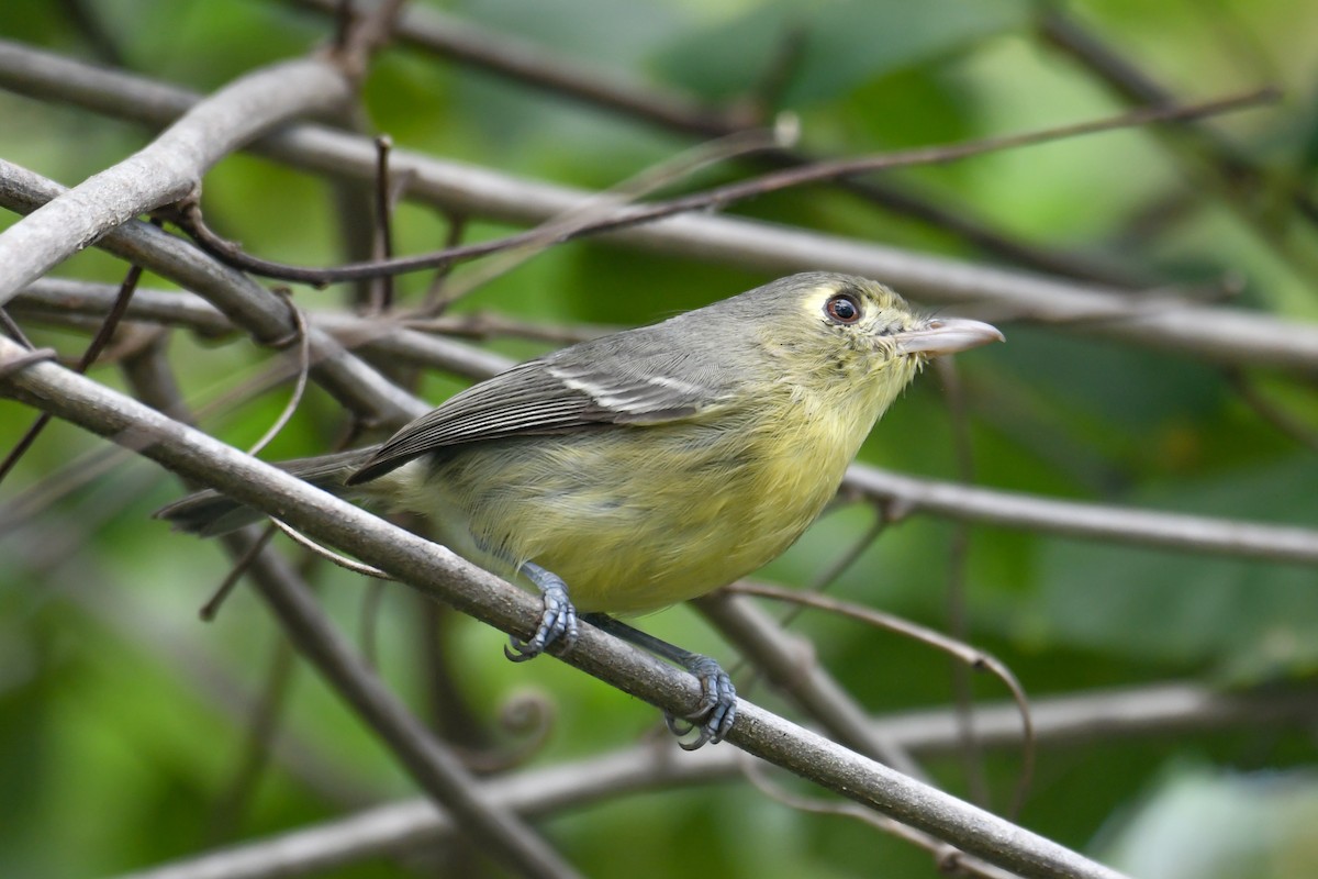 Cuban Vireo - ML549746431