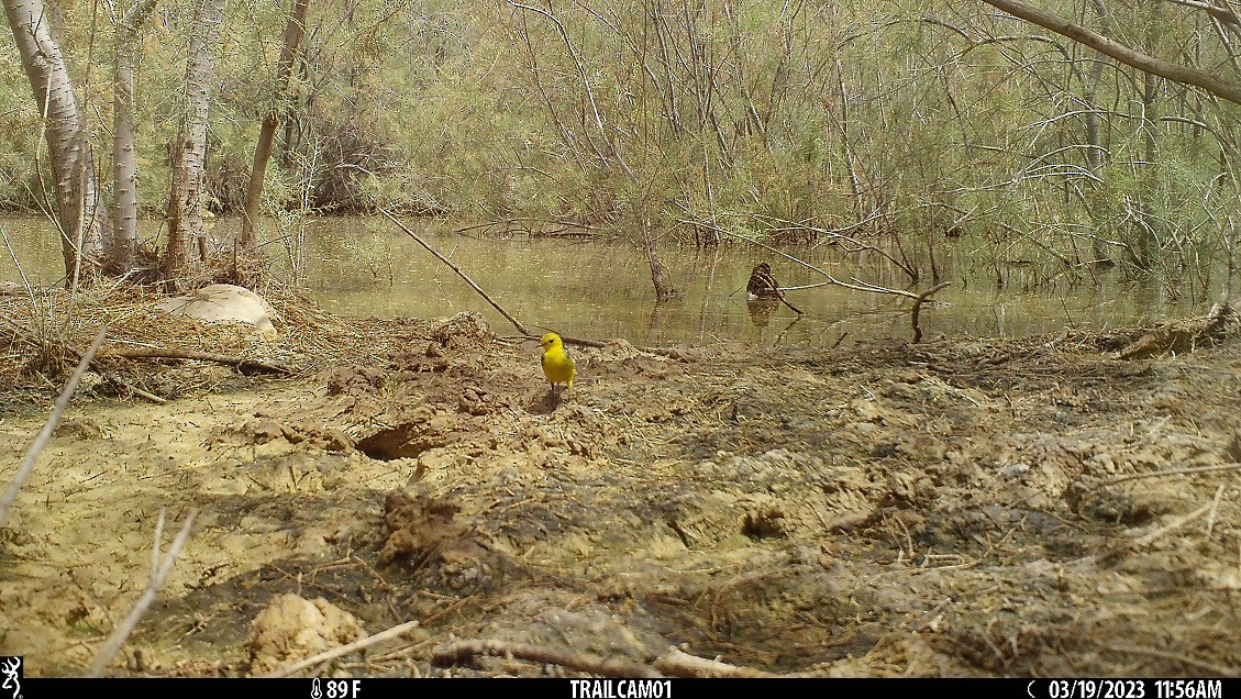 Шар түрүүт цэгцгий - ML549747221