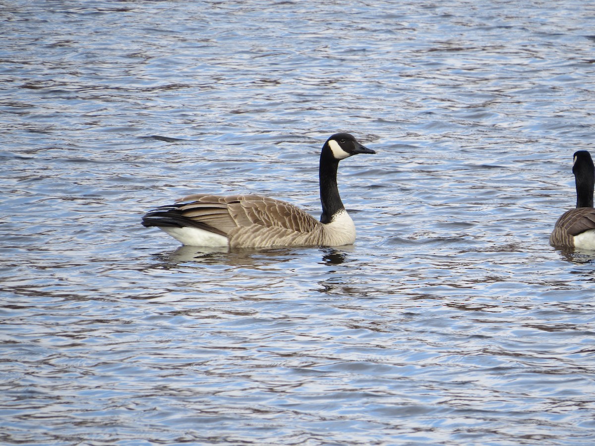 Canada Goose - ML549749411