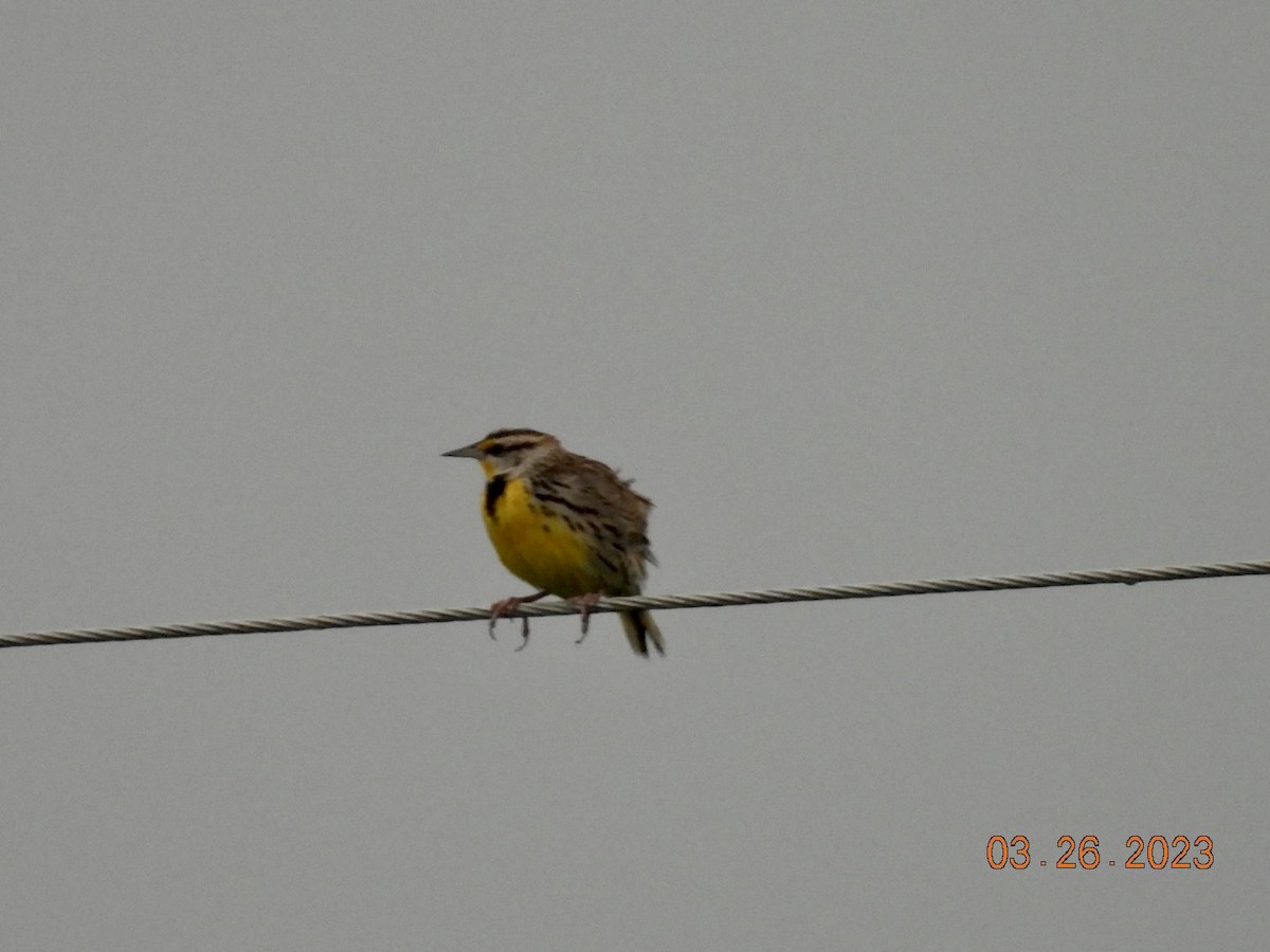 Eastern Meadowlark - ML549749941