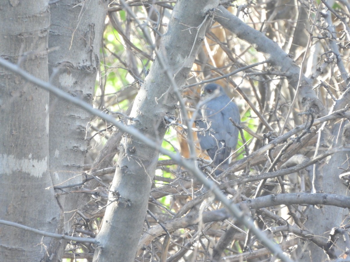 Sharp-shinned Hawk - ML549749971