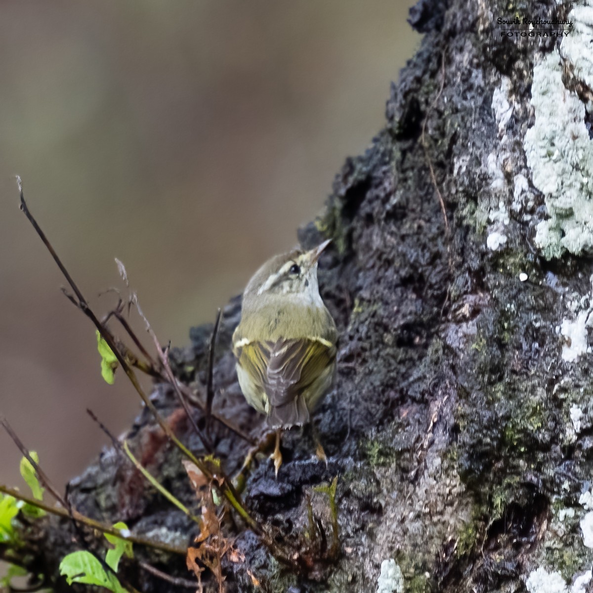 Yellow-browed Warbler - ML549753201