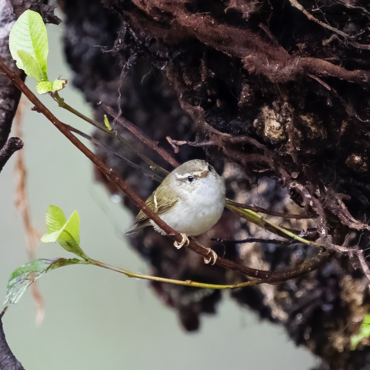 Yellow-browed Warbler - ML549753221