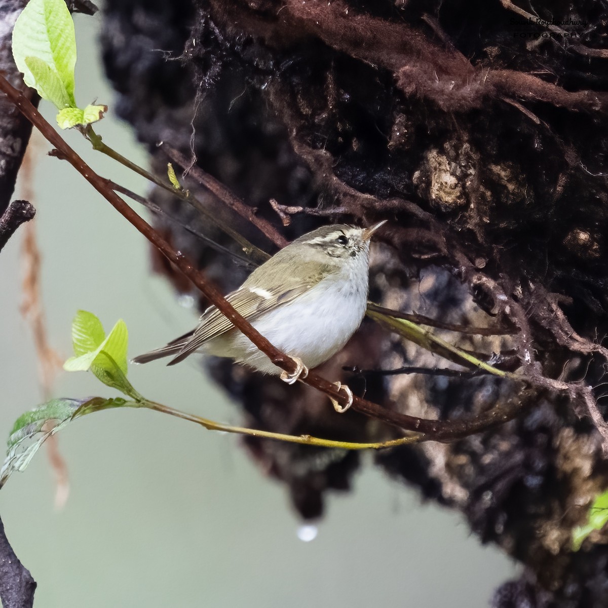 Yellow-browed Warbler - ML549753231