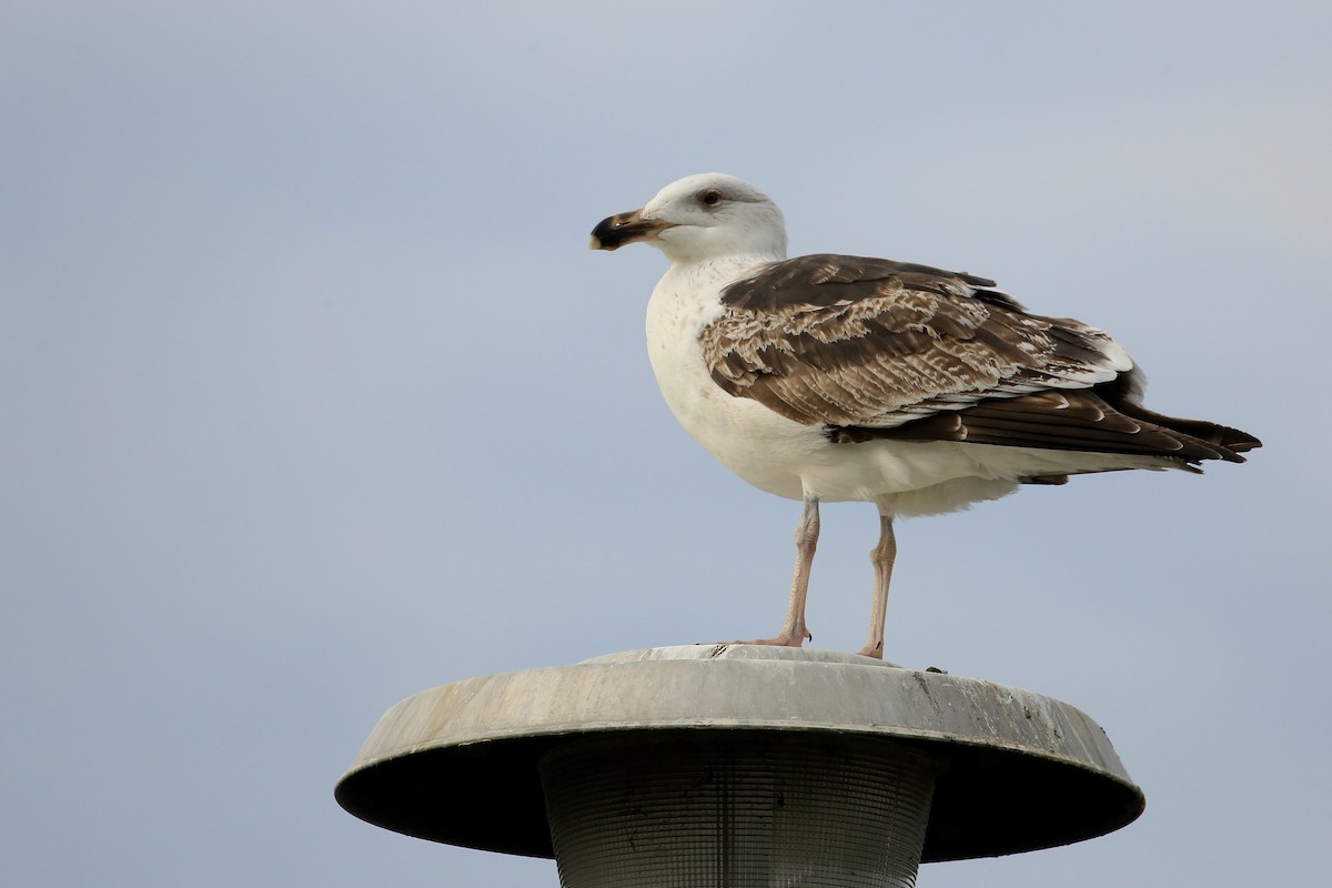 Great Black-backed Gull - Tim Lenz