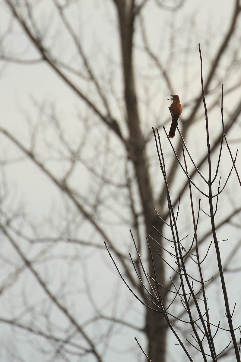 Brown Thrasher - Tim Lenz