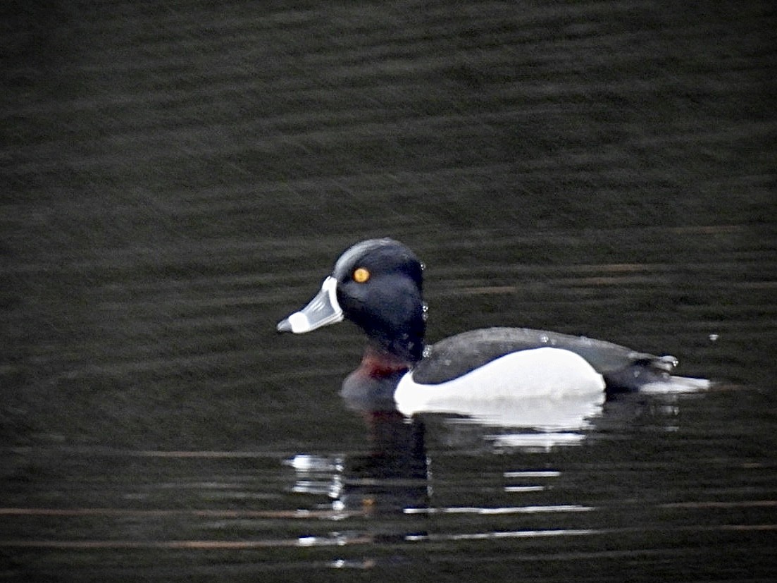 Ring-necked Duck - Donna Reis