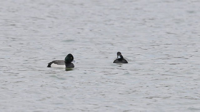 Ring-necked Duck x Greater Scaup (hybrid) - ML549757121
