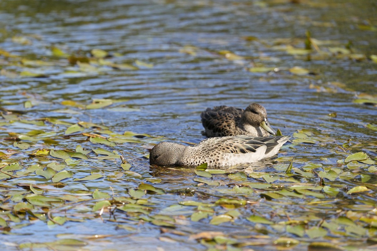 Yellow-billed Teal - ML549758071