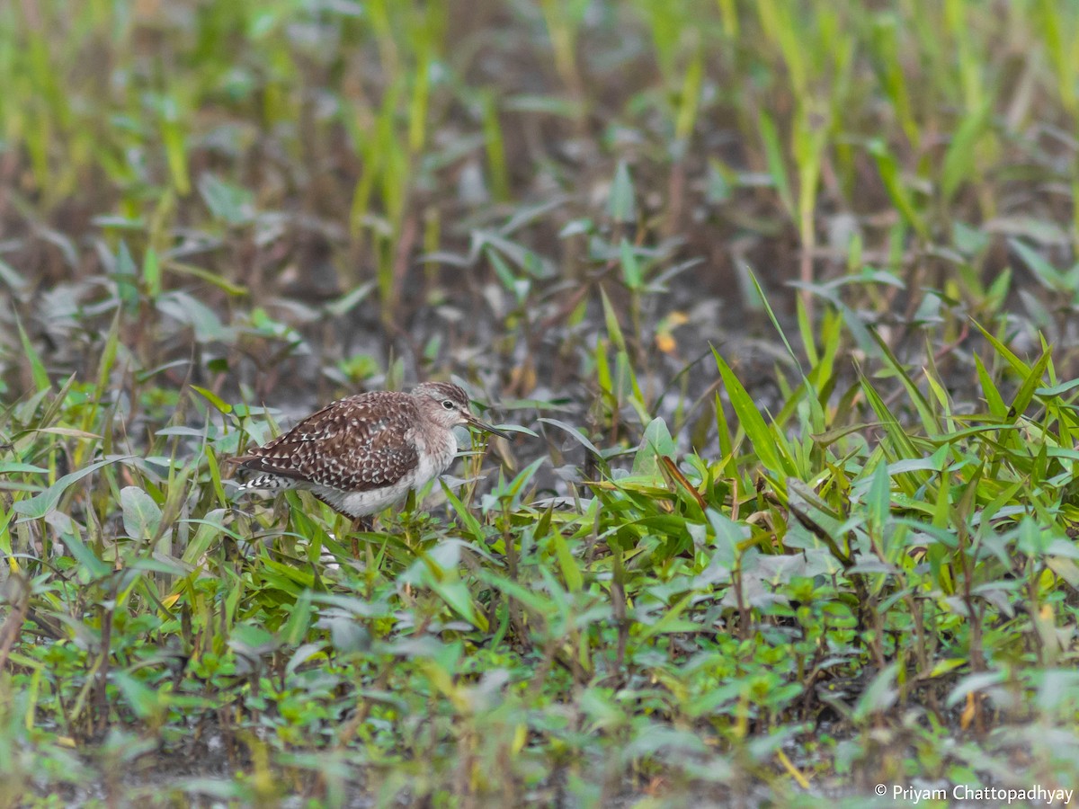 Wood Sandpiper - Priyam Chattopadhyay