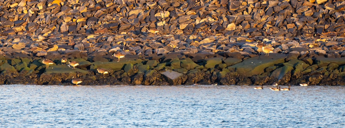 Brant - ML549759701