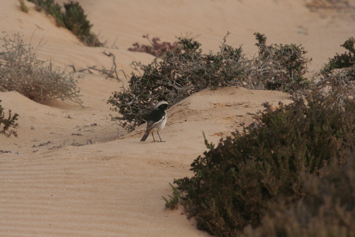 Red-rumped Wheatear - Guy RUFRAY