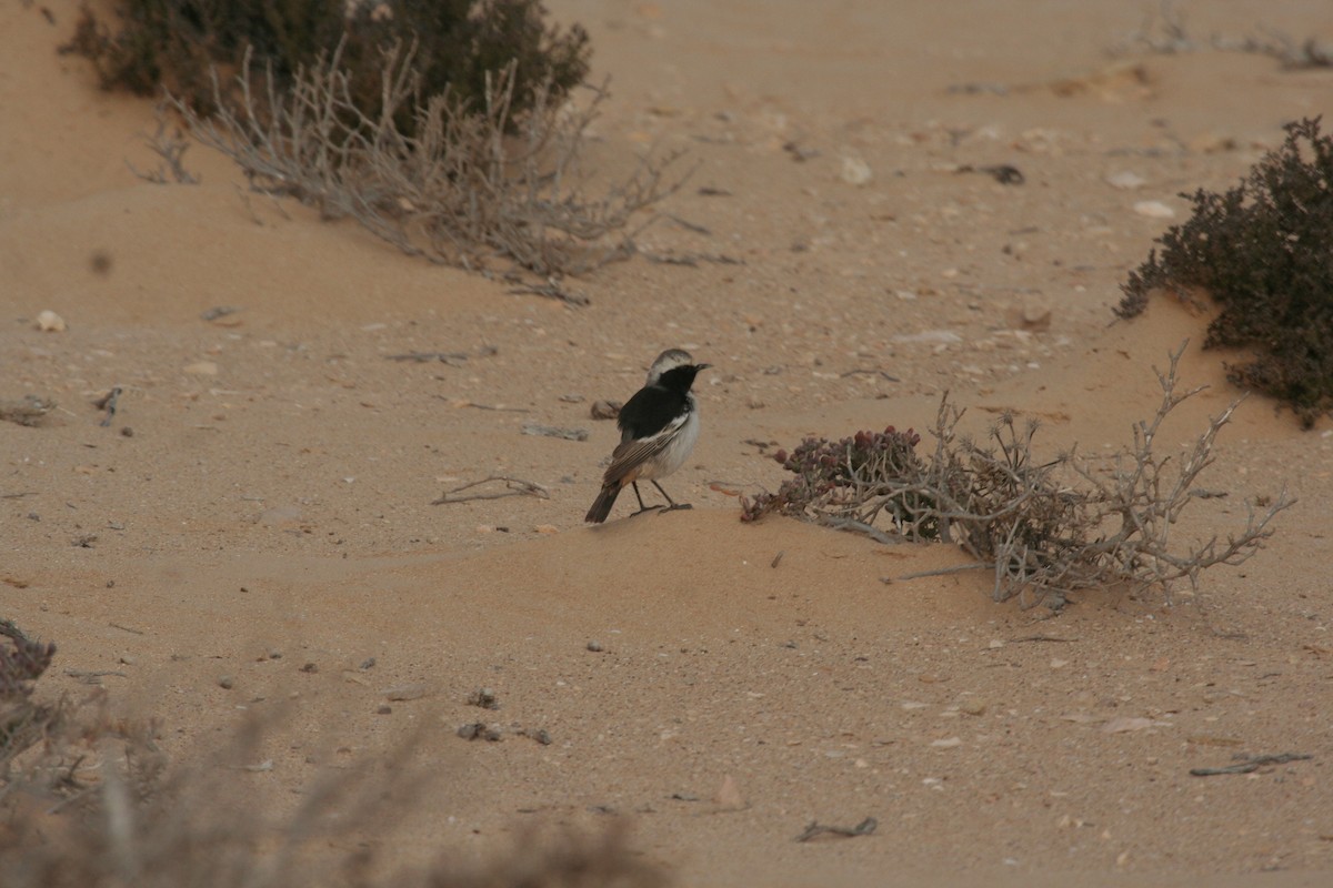 Red-rumped Wheatear - ML549761201