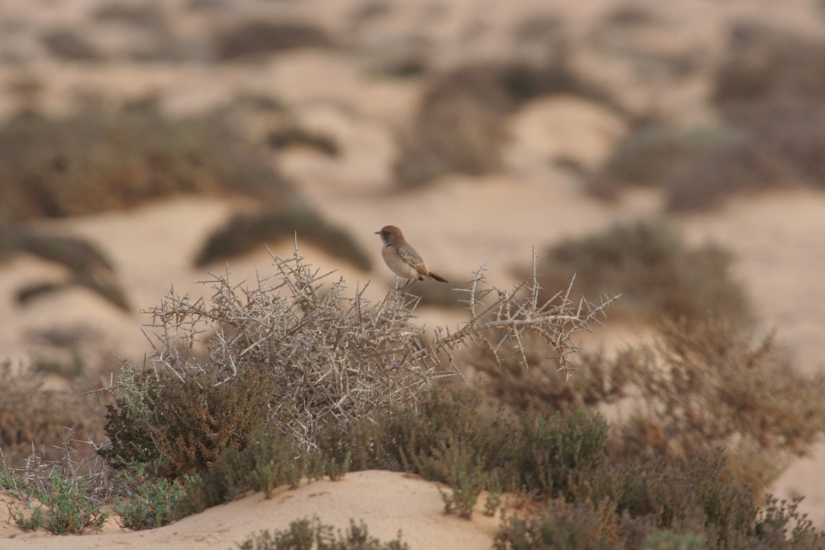 Red-rumped Wheatear - Guy RUFRAY